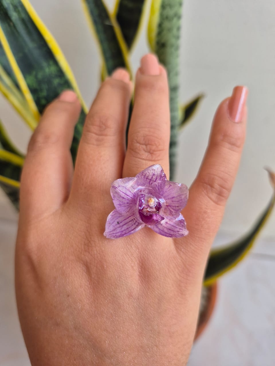 orquidea phalaenopsis 2 
